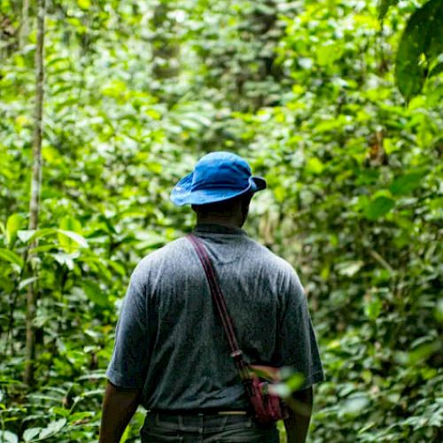 6 guiding principles for successful restoration of tropical forest landscapes