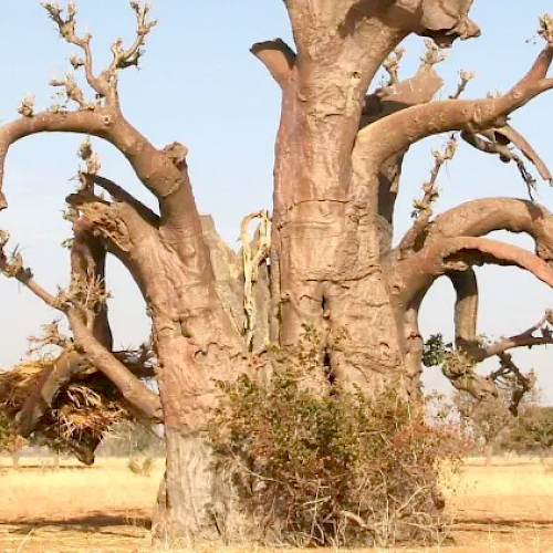 What the documentation of 1.8 billion trees in West Africa means for climate change adaptation