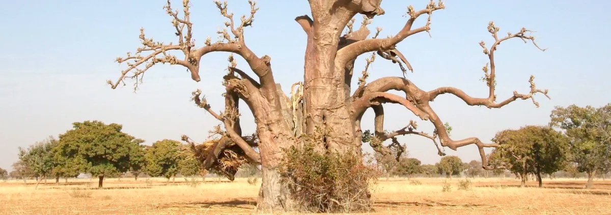 What the documentation of 1.8 billion trees in West Africa means for climate change adaptation