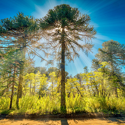 Certifying ecosystem services to restore forests and water supplies in Chile