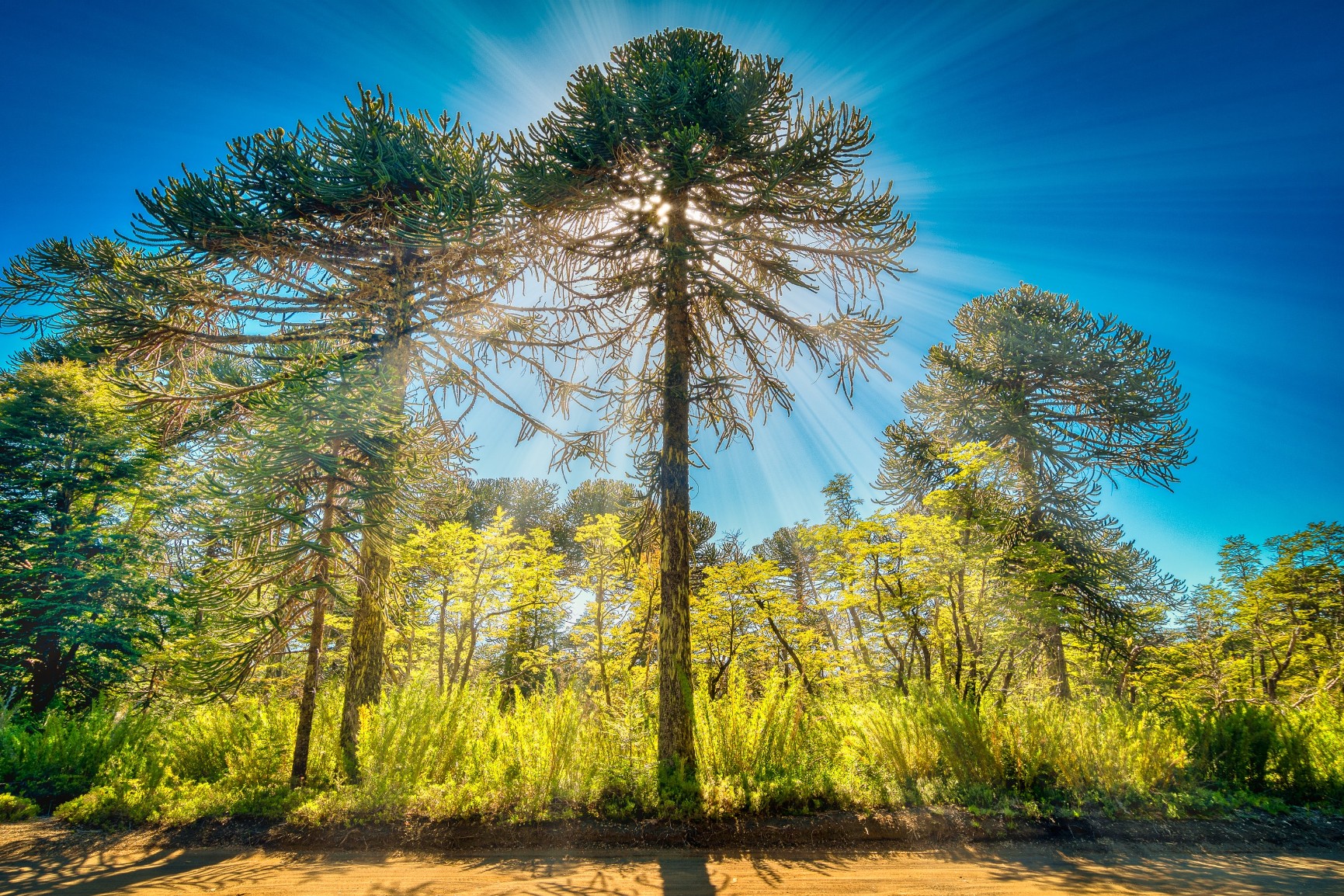 Certifying ecosystem services to restore forests and water supplies in Chile