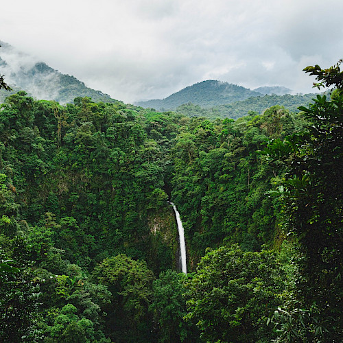 One hectare at a time: restoration of a model forest in Costa Rica