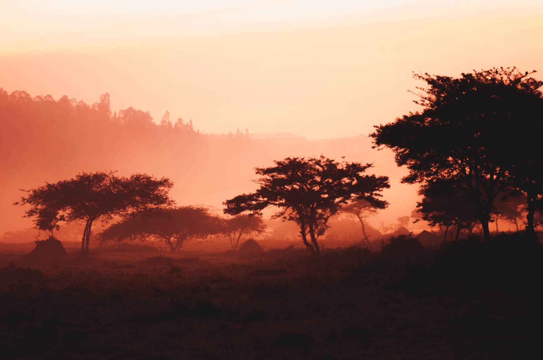 Integrating trees into a restored farming landscape in Rwanda