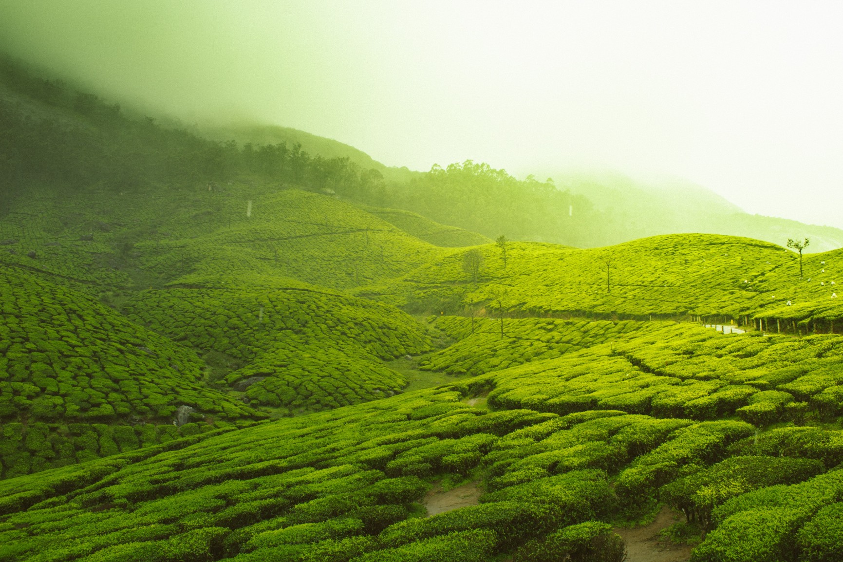 India Ecosystem Services Improvement Project