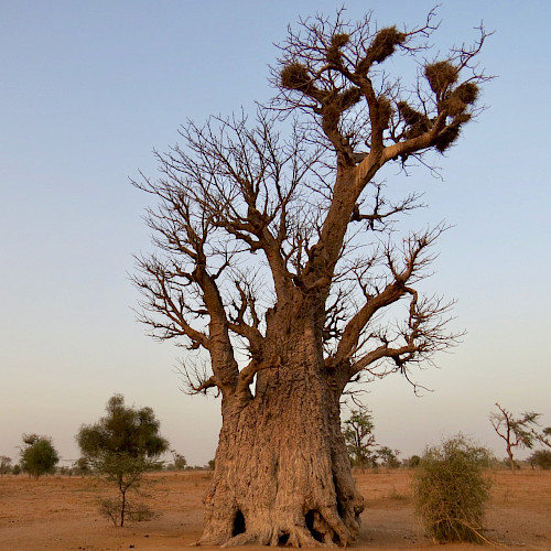 The Sahel and West Africa Program (SAWAP), in support of the Great Green Wall Initiative