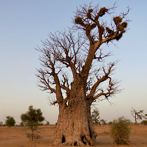 The Sahel and West Africa Program (SAWAP), in support of the Great Green Wall Initiative