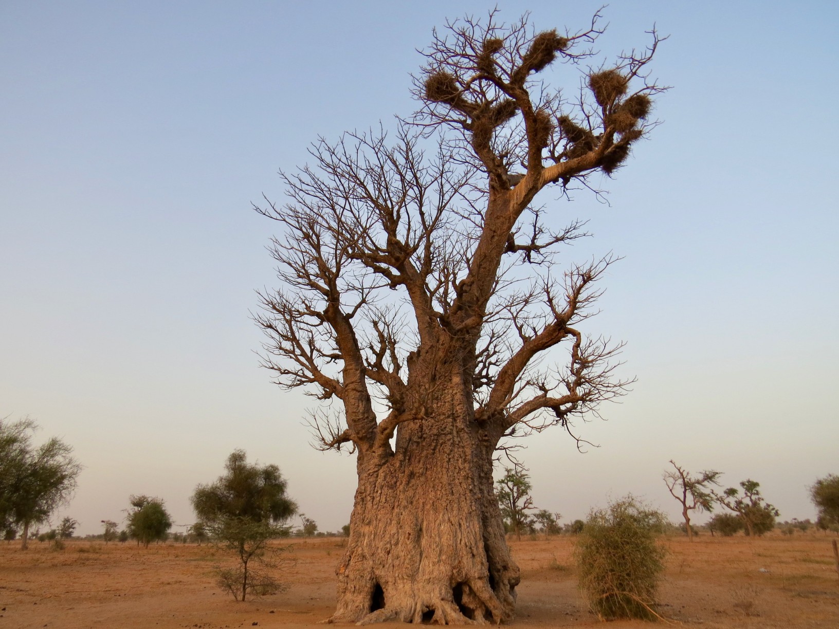 The Sahel and West Africa Program (SAWAP), in support of the Great Green Wall Initiative