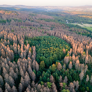 All-IUFRO Conference Plenary “Forest Degradation and Restoration”