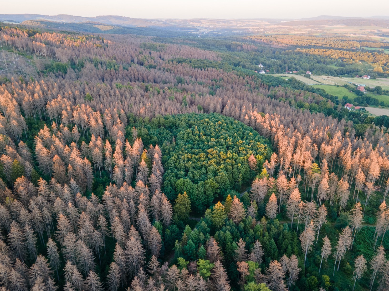 All-IUFRO Conference Plenary “Forest Degradation and Restoration”