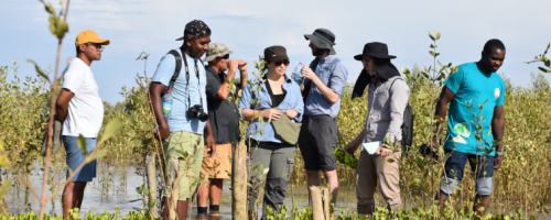 Mangrove Restoration Project Reaches 90 Percent Survival Rate and Becomes Model for Large-Scale Restoration Initiatives