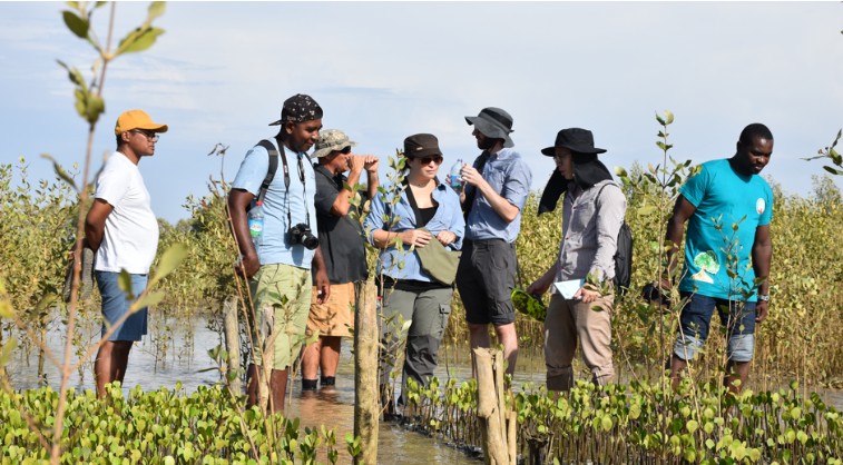 Mangrove Restoration Project Reaches 90 Percent Survival Rate and Becomes Model for Large-Scale Restoration Initiatives