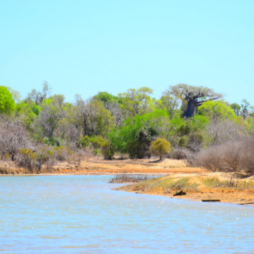 New Mangrove Planting Model Offers Hope for Successful Restoration