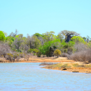 New Mangrove Planting Model Offers Hope for Successful Restoration