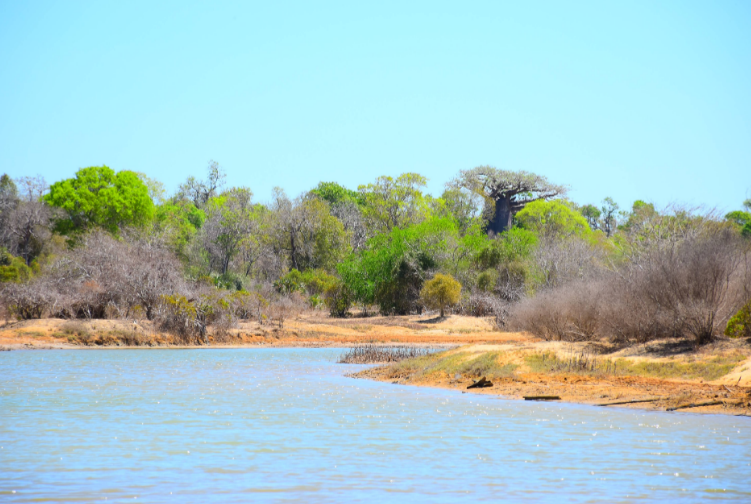 New Mangrove Planting Model Offers Hope for Successful Restoration