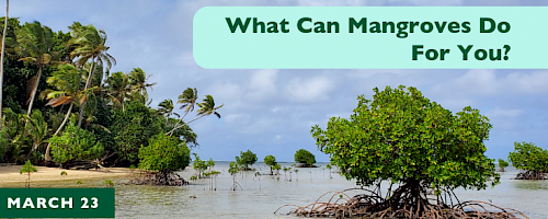 Webinar: What Can Mangroves do For You?