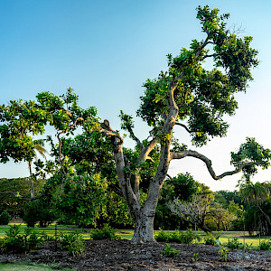 WWF arrives at the SER World Conference with more than thirty presentations to drive debate on forest landscape restoration around the world