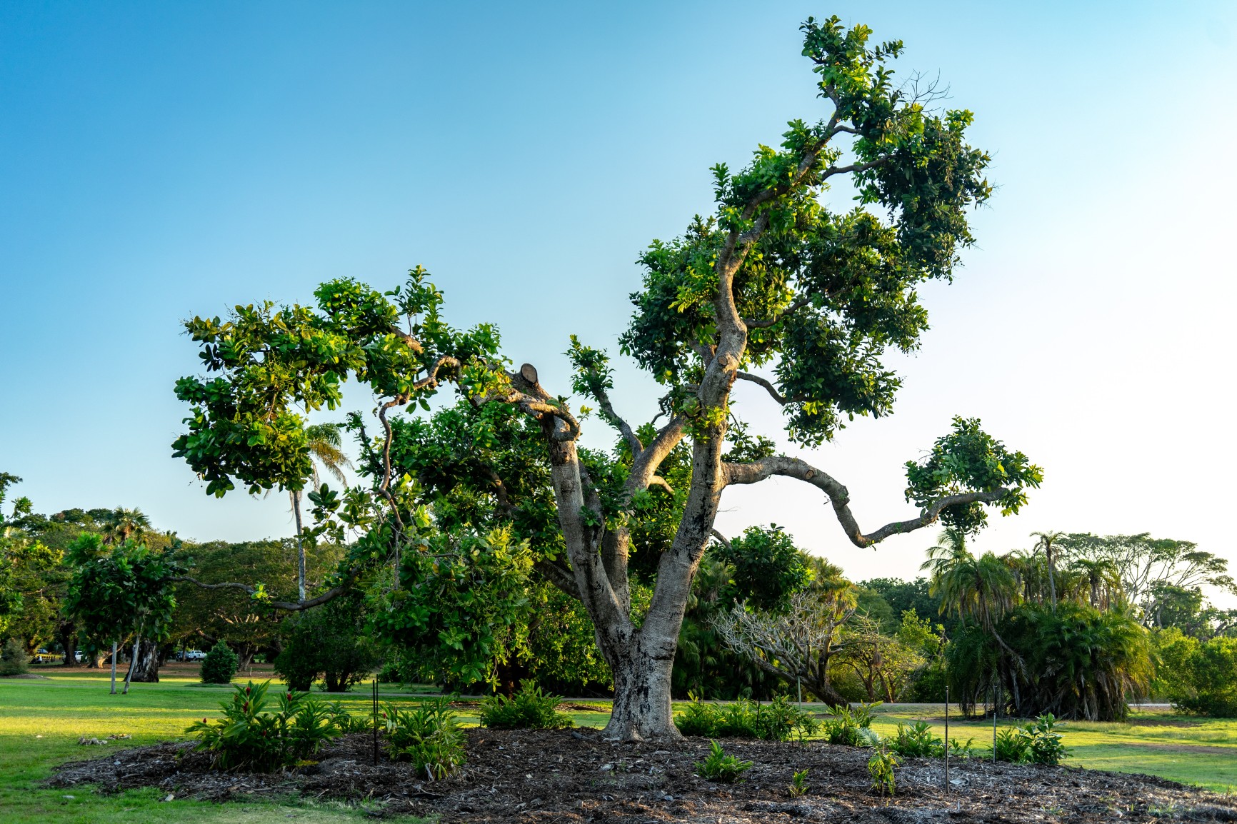 WWF arrives at the SER World Conference with more than thirty presentations to drive debate on forest landscape restoration around the world