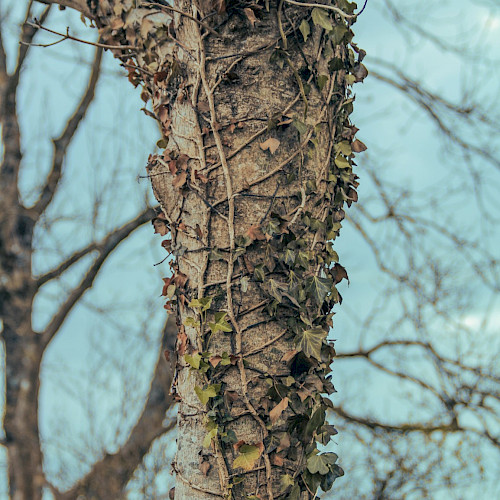 Conservation organisations unite to overcome barriers to ecosystem restoration in Europe