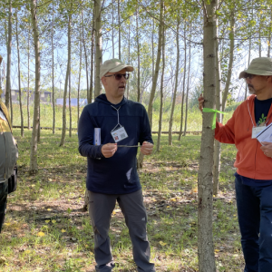 Sucking up toxins: Using trees to clean up contamination goes international