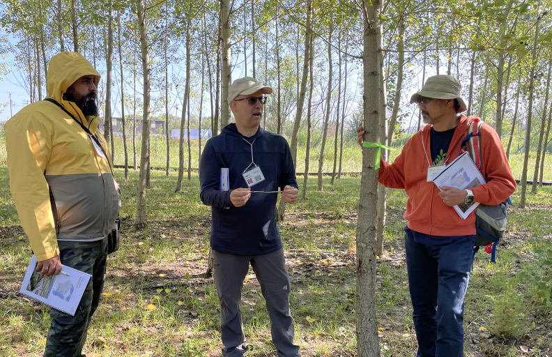Sucking up toxins: Using trees to clean up contamination goes international