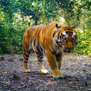 Reforestation initiative that helped triple Nepal's tiger population recognized as one of seven UN World Restoration Flagships