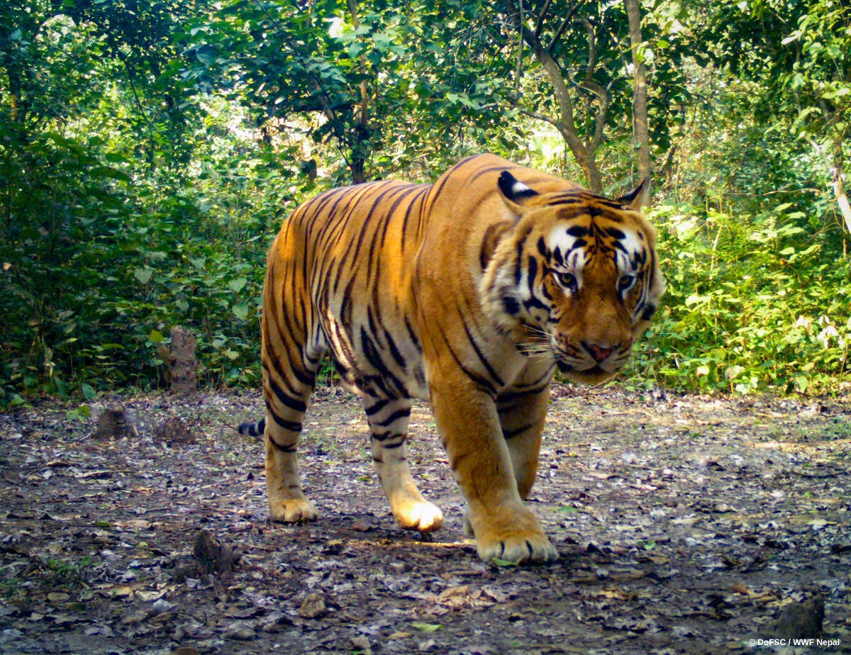 Reforestation initiative that helped triple Nepal's tiger population recognized as one of seven UN World Restoration Flagships