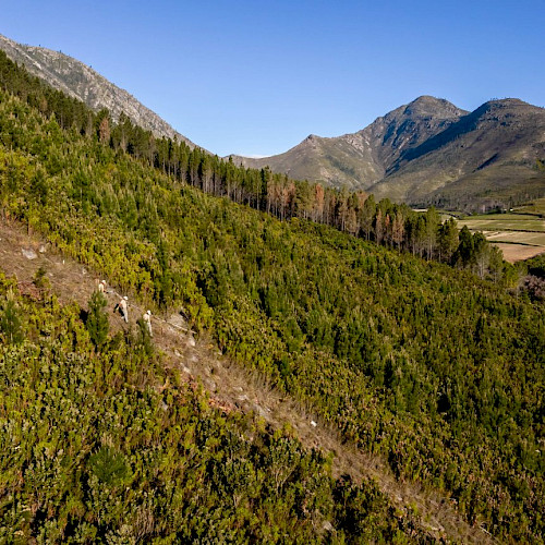 Why reforestation is not a silver bullet: the role of fire in restoration