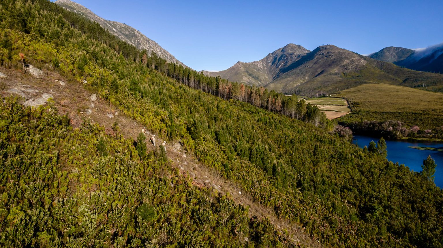 Why reforestation is not a silver bullet: the role of fire in restoration
