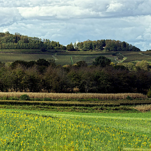 Webinar: Launch of the Restoration Project Developers’ Playbook on Private Finance (Europe)