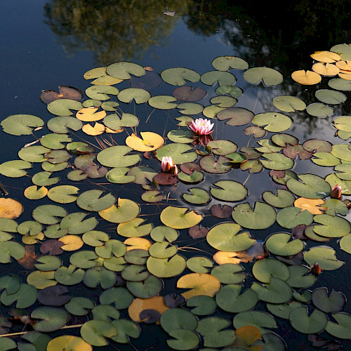 Convening for Restoration: A Shared Insight