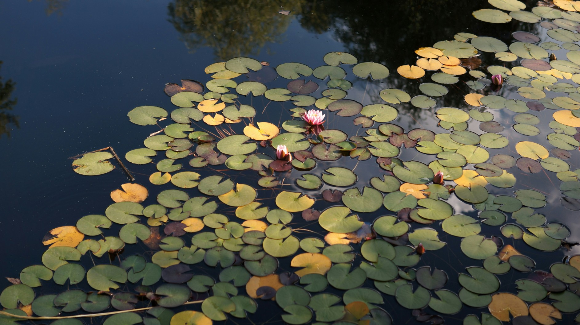 Convening for Restoration: A Shared Insight