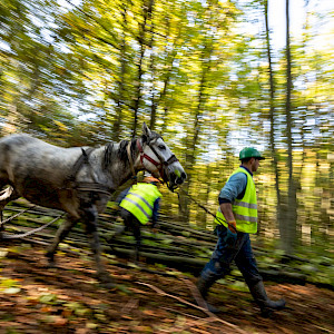 Safeguarding Romania’s forests