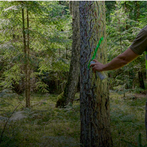 Preferred by Nature, IKEA, and European Forest Institute Launch Research Project to Future-Proof Responsible Forest Management