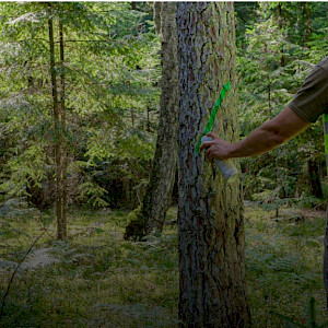 Preferred by Nature, IKEA, and European Forest Institute Launch Research Project to Future-Proof Responsible Forest Management