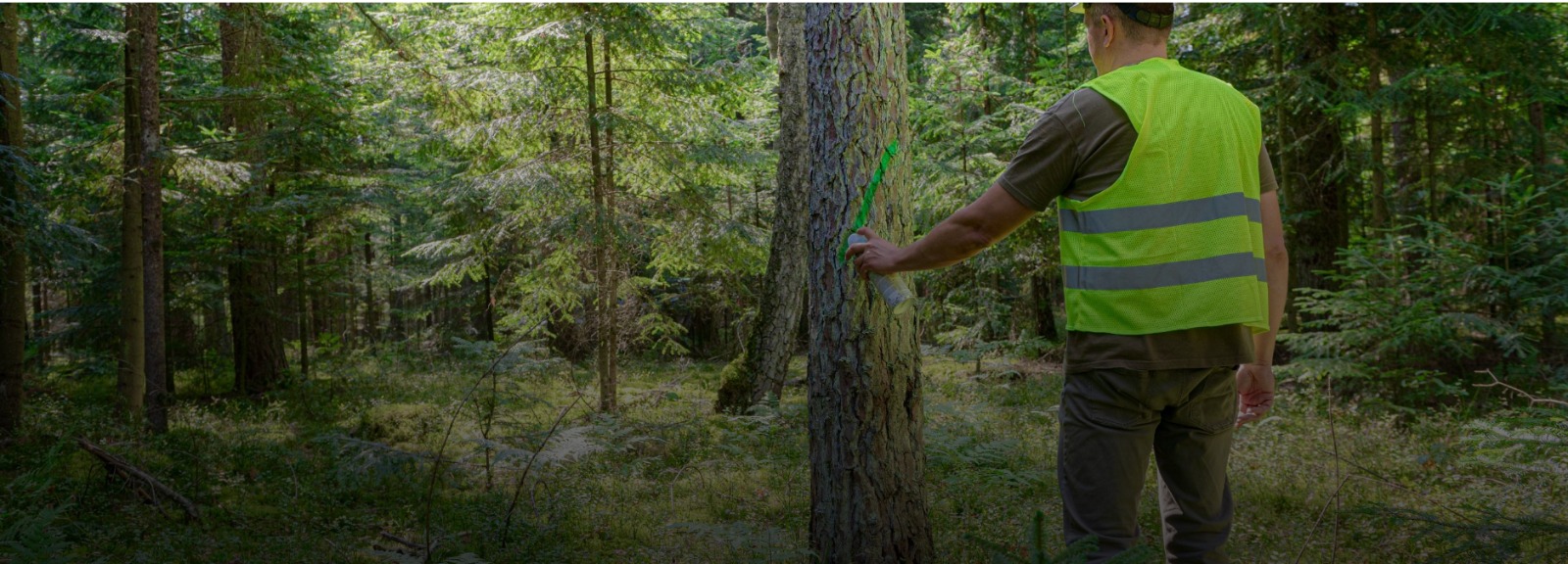 Preferred by Nature, IKEA, and European Forest Institute Launch Research Project to Future-Proof Responsible Forest Management