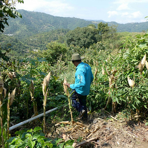 Upscaling restoration and strengthening resilience of productive ecosystems in the Central American Dry Corridor