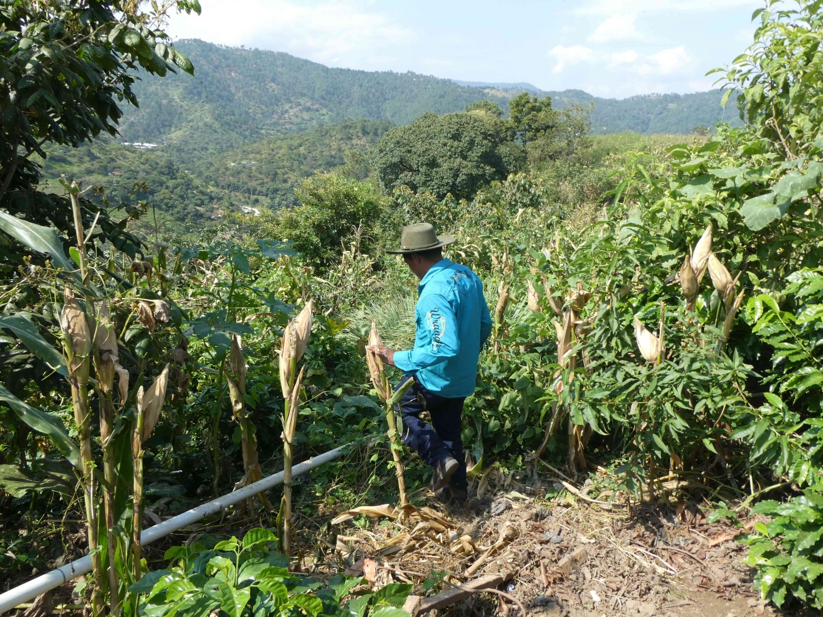 Upscaling restoration and strengthening resilience of productive ecosystems in the Central American Dry Corridor